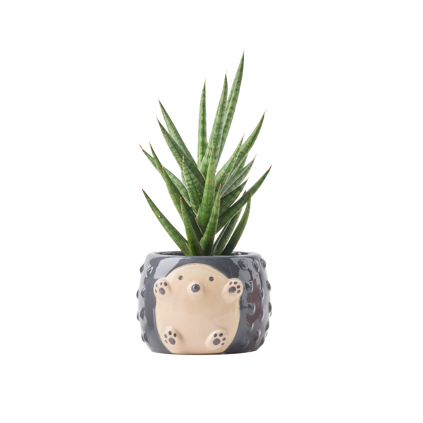 Live Trends Beasties Ceramic Pot, Assorted Greenhouse Picks