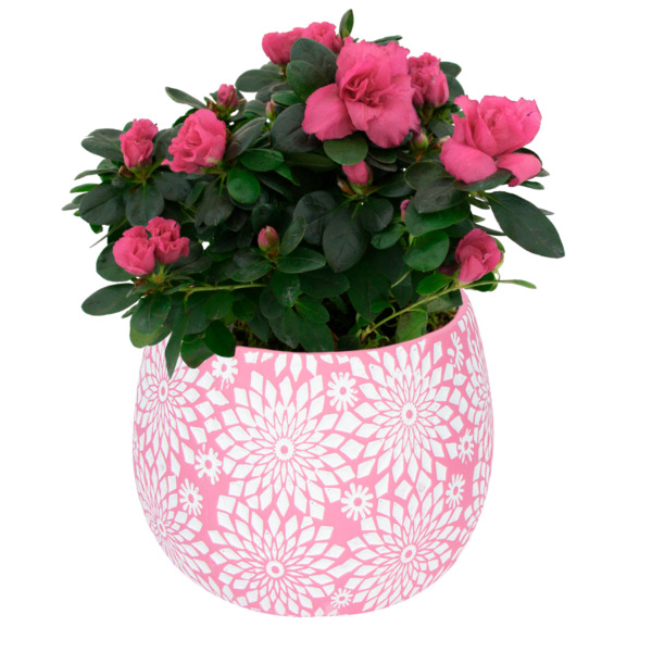 Meijer Azalea Indoor Flowering Plant Same-Day Delivery | Instacart