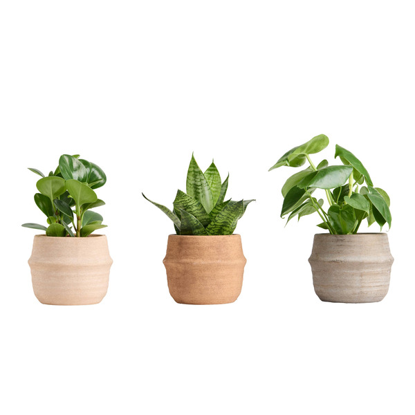 Live Trends Coalesce Ceramic Pot - Assorted Greenhouse Picks House Plant