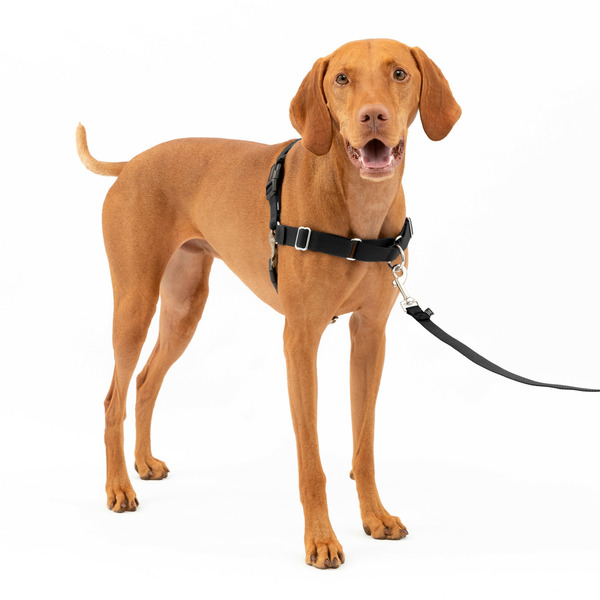 PetSafe Easy Walk Harness, No Pull Dog Harness, Medium, Black
