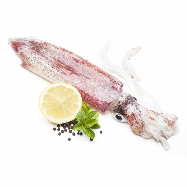 Taiwan Loligo Squid