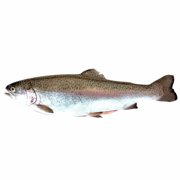 Fresh Trout