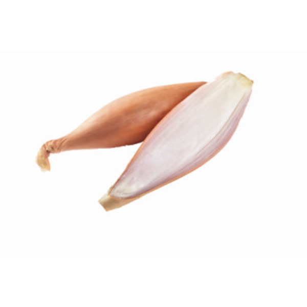 French Echalion Shallot