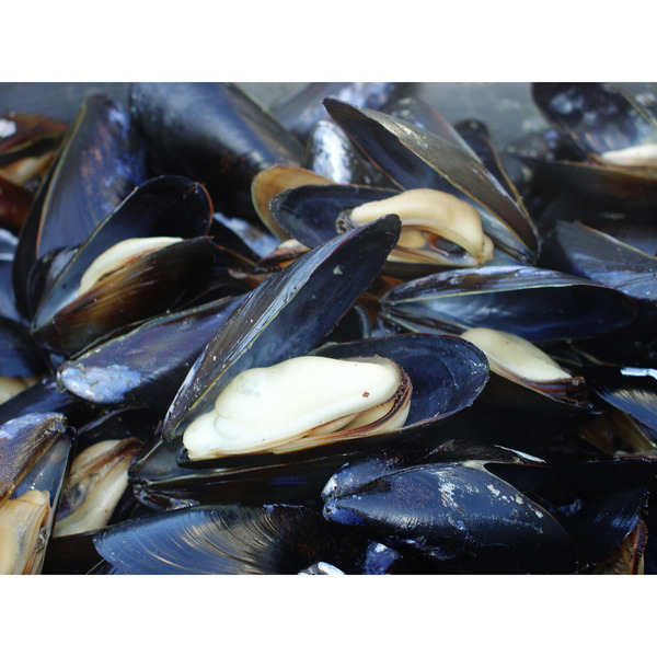 Live Pacific Penn Cove Blue Mussels