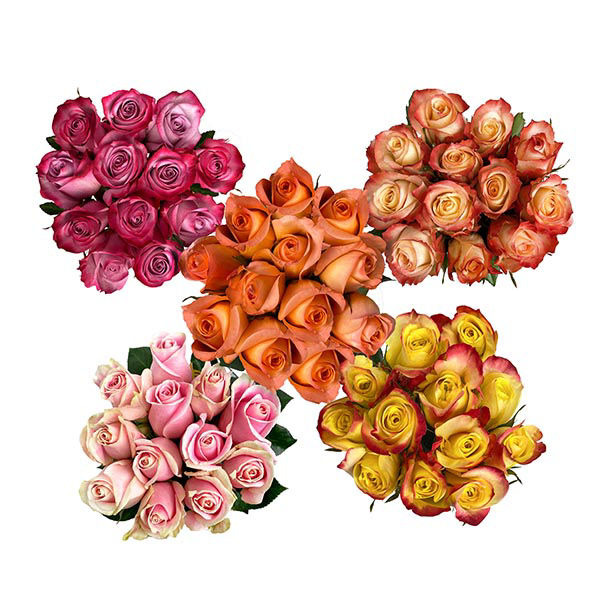 Wegmans Roses Wegmans Wegmans Bi-Color Roses (12 Stem) Same-Day Delivery or Pickup ...