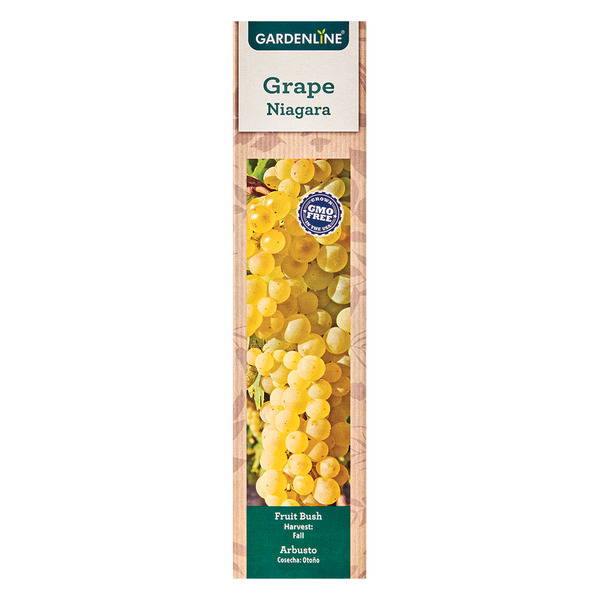 Gardenline Niagara Grape Vine Same-Day Delivery or Pickup | ALDI