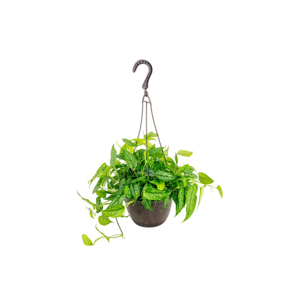 Costa Farms Assorted Foliage House plant in 1.25 Quart(s) Hanging basket 1 -Pack