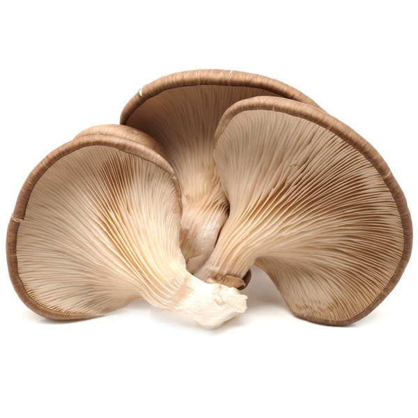 Oyster Mushroom