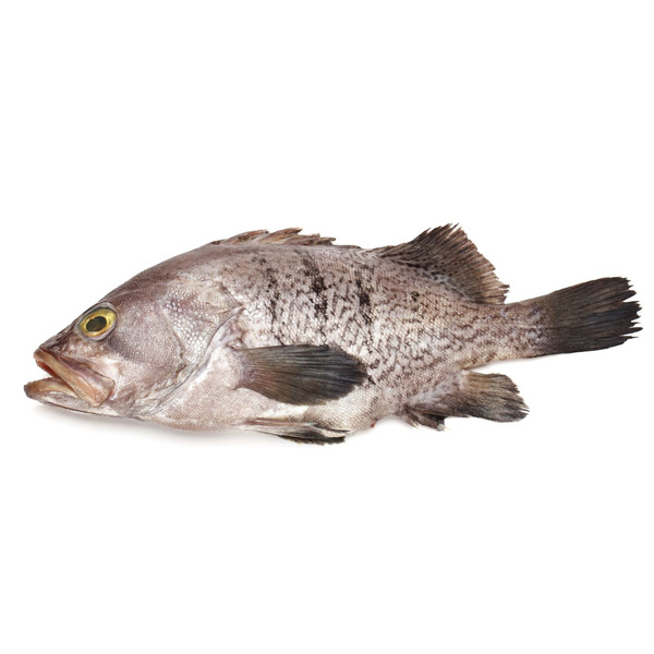 Black Grouper, 3-5 lbs
