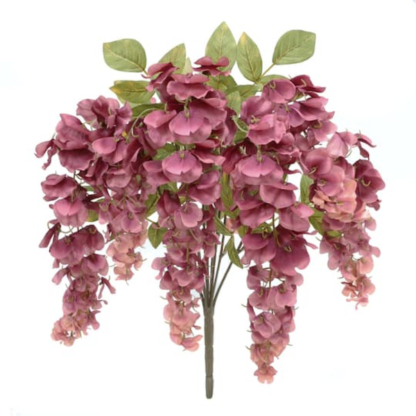 Ashland Wisteria Bush