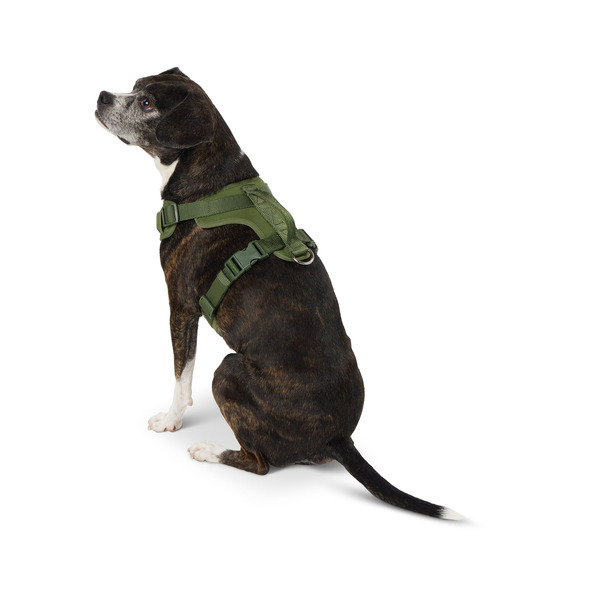 Top Paw Thunder Leash Petsmart Comfort Harness Walk Right Dog
