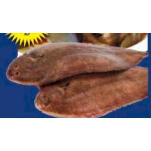 Fresh- Whole Dover Sole