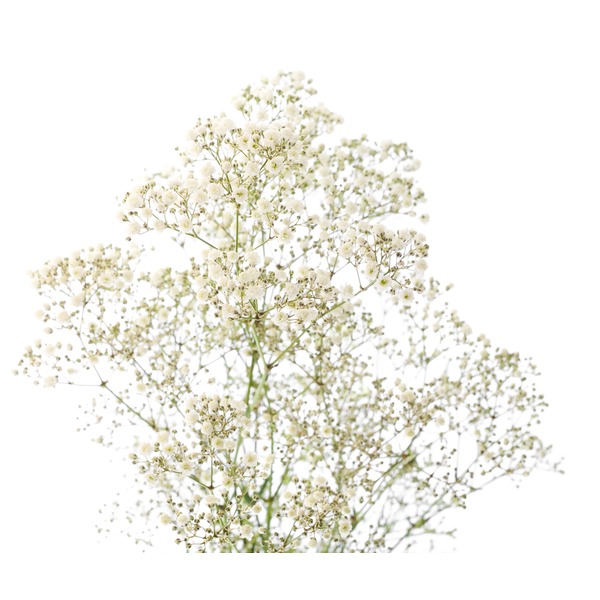 Baby's Breath Bunch Same-Day Delivery or Pickup | Publix