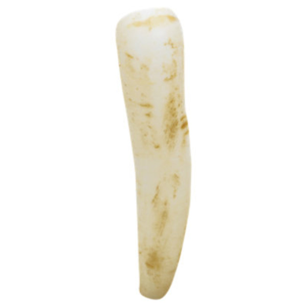 Radishes Daikon