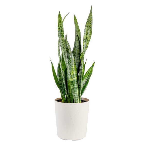 Costa Farms Sansevieria, Snake Plant, Plastic Pot