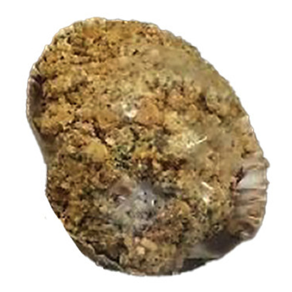 Gourmet Stuffed Raw Scallops