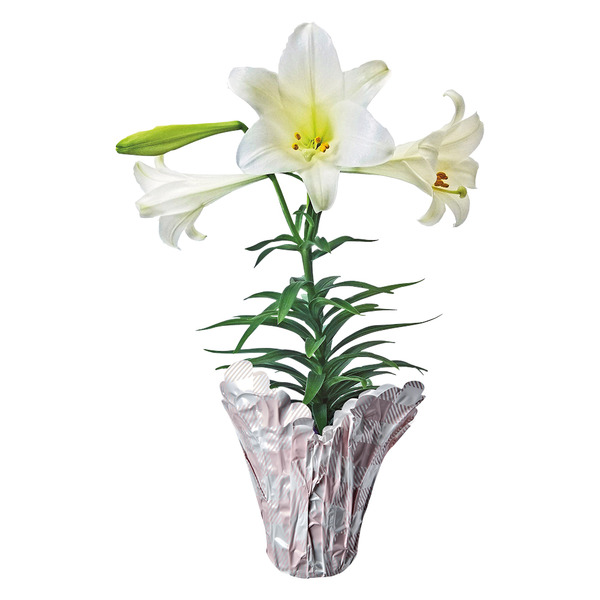 Lilies Same-Day Delivery or Pickup | ALDI