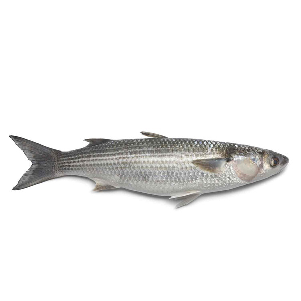 Fresh Mullet