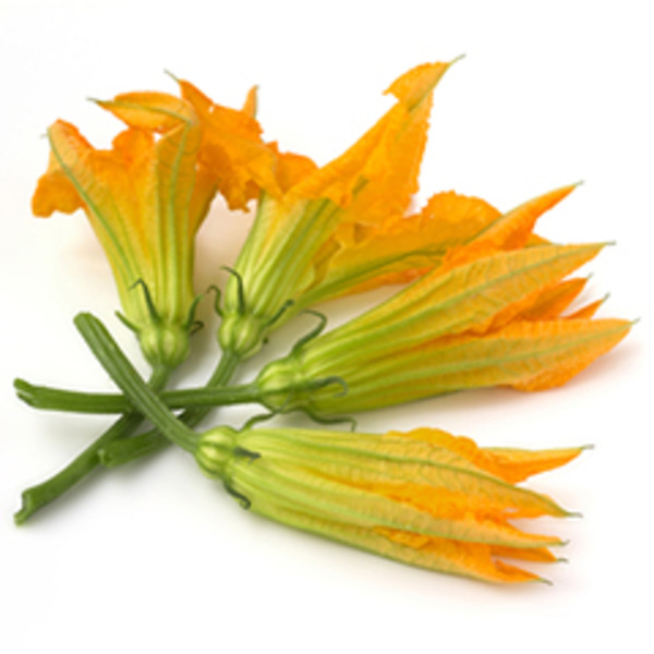 Squash Blossom