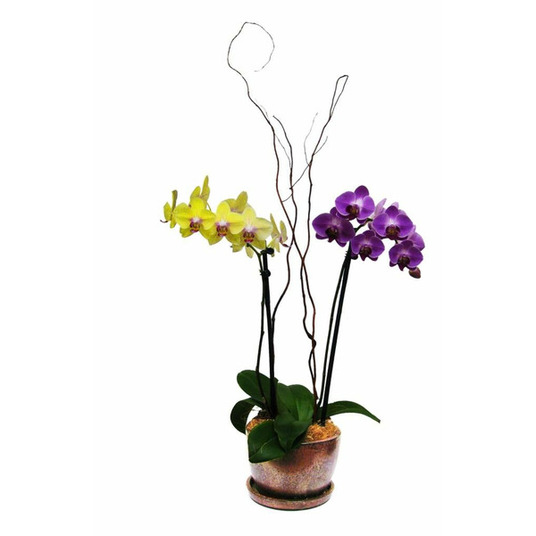 Better-Gro Phalaenopsis House plant in 1 Gallon(s) Pot 2 -Pack