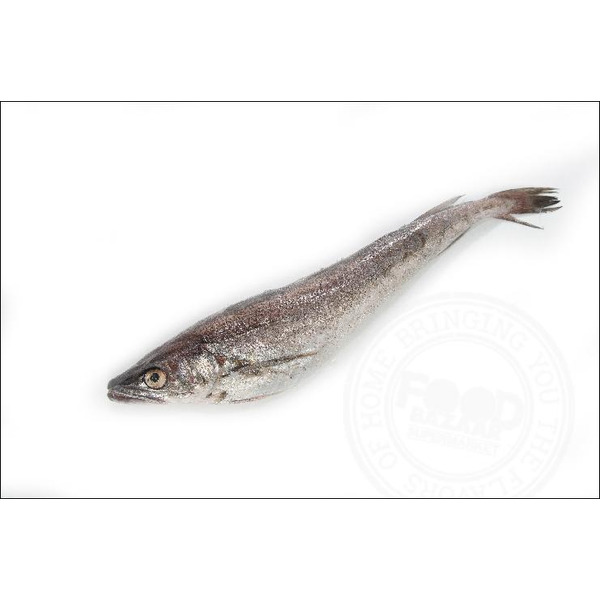 Whiting Fish Whiting Fish