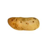 Organic White Sweet Potatoes