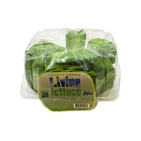 Live Gourmet Butter Lettuce