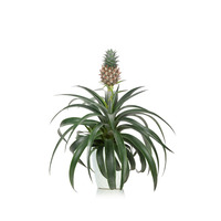 Pineapple Plant - 5"