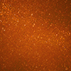 Golden Acorn