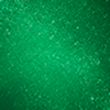Sparkling Ivy
